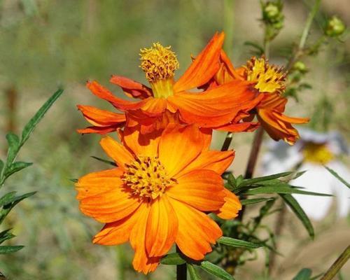 硫华菊花期是什么时候？如何正确识别和欣赏？