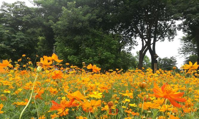 硫华菊花期是什么时候？如何正确识别和欣赏？