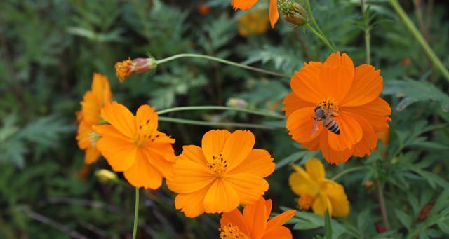 硫华菊花期是什么时候？如何正确识别和欣赏？