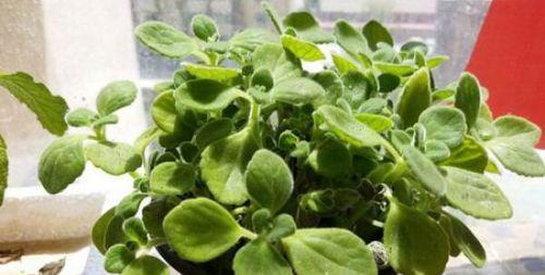 碰碰香修剪方法有哪些?如何正确修剪碰碰香? 碰碰香修剪方法有哪些?如何正确修剪碰碰香?