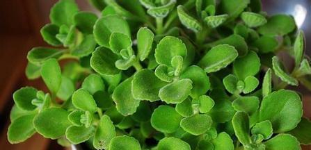 碰碰香修剪方法有哪些?如何正确修剪碰碰香? 碰碰香修剪方法有哪些?如何正确修剪碰碰香?