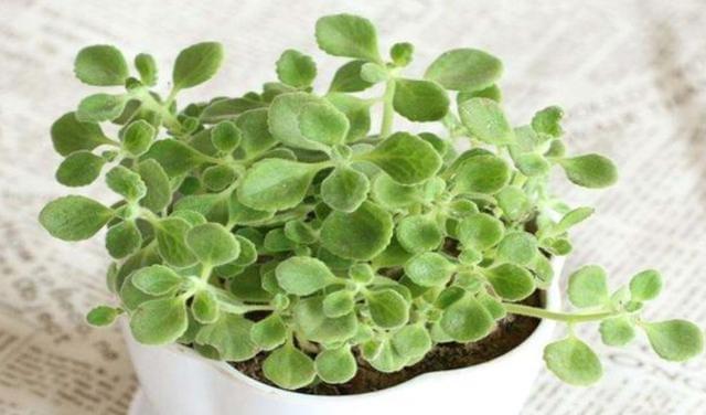 碰碰香修剪方法有哪些?如何正确修剪碰碰香? 碰碰香修剪方法有哪些?如何正确修剪碰碰香?