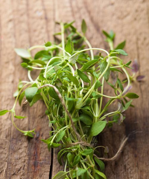 百里香的花语与其独特魅力（解读百里香的花语及其寓意）