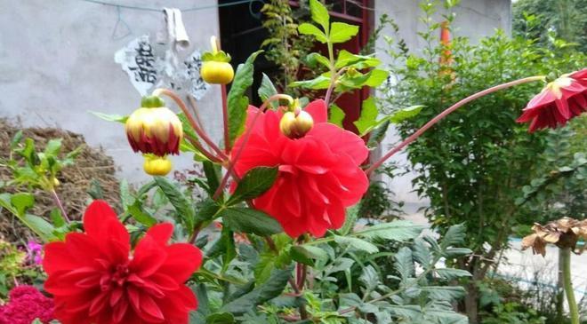 门前养什么花好？适合门前种植的花卉有哪些？