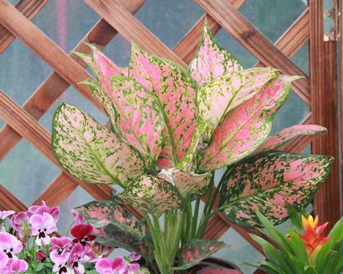 门前养什么花好？适合门前种植的花卉有哪些？