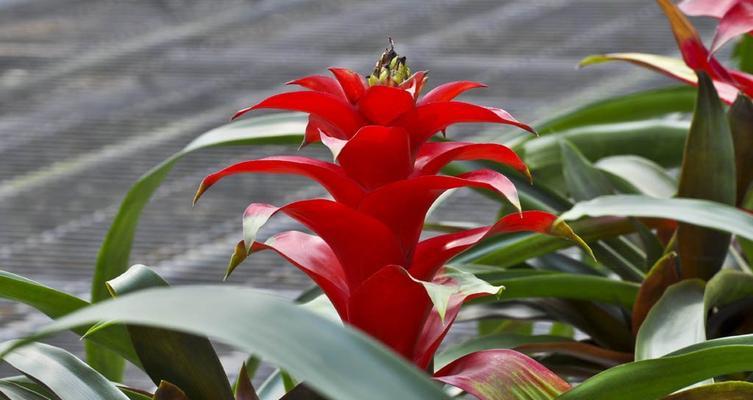 门前养什么花好？适合门前种植的花卉有哪些？