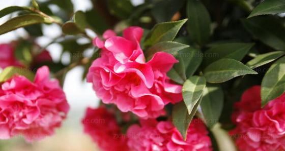 粉色山茶花的花语及代表意义（粉色山茶花的魅力与寓意）