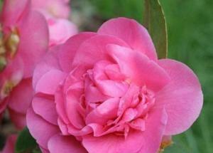 粉色山茶花的花语及代表意义（粉色山茶花的魅力与寓意）