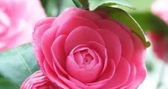 粉色山茶花的花语及代表意义（粉色山茶花的魅力与寓意）
