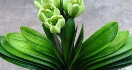 君子兰叶片修剪的最佳时间是什么时候？如何正确修剪？