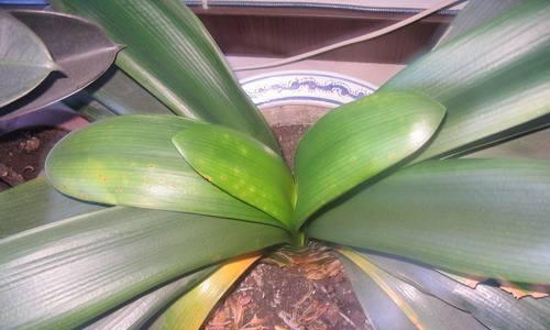 君子兰叶片修剪的最佳时间是什么时候？如何正确修剪？