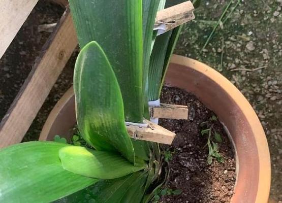 君子兰叶片修剪的最佳时间是什么时候？如何正确修剪？