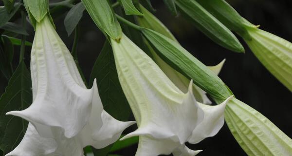 金色曼陀罗（绽放自我）