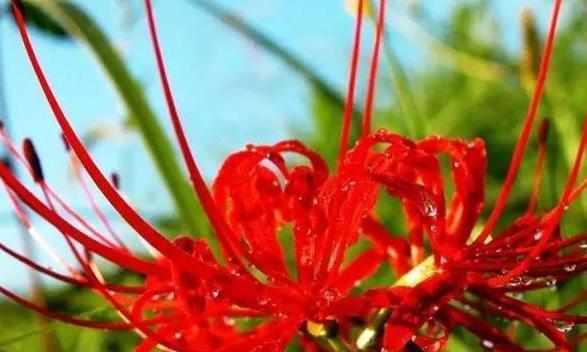 金色曼陀罗（绽放自我）