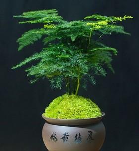 文竹怎么养好看？有哪些技巧可以让文竹更美观？