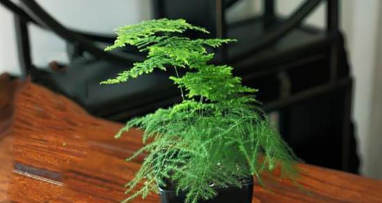 文竹怎么养好看？有哪些技巧可以让文竹更美观？