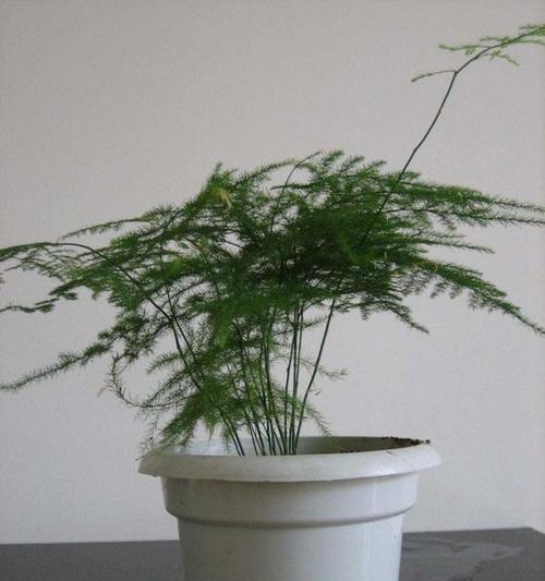 文竹怎么养好看？有哪些技巧可以让文竹更美观？