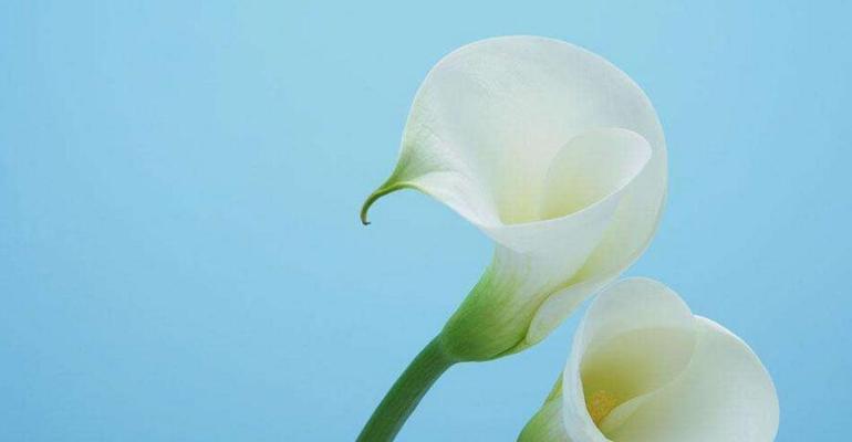 马蹄莲花语（马蹄莲花语的寓意与传承）