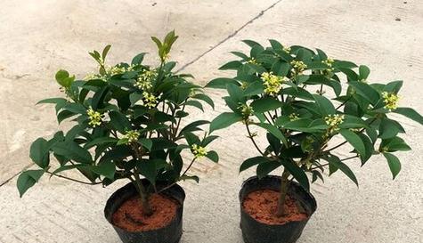 桂花适合什么土种植？如何选择合适的土壤类型？