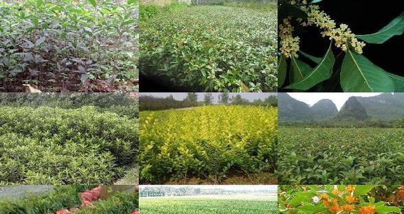 桂花适合什么土种植？如何选择合适的土壤类型？