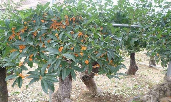 桂花适合什么土种植？如何选择合适的土壤类型？