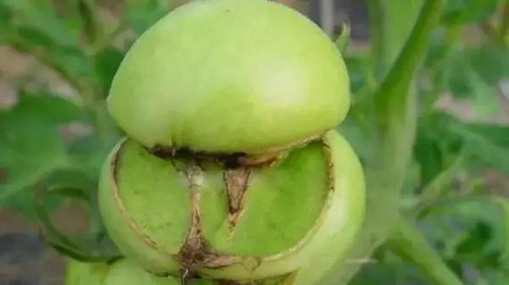 西红柿青枯病用什么药最好？有效防治方法有哪些？