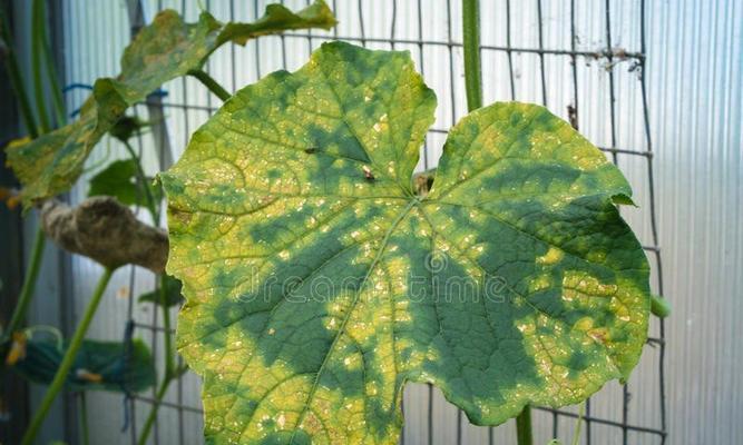 西红柿青枯病用什么药最好？有效防治方法有哪些？