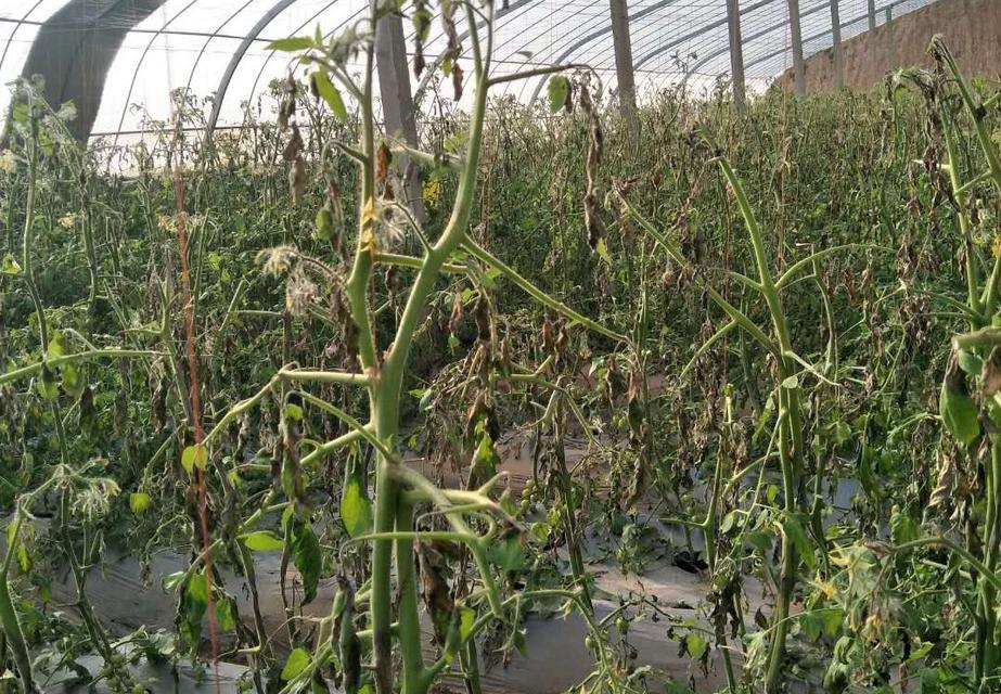 西红柿青枯病用什么药最好？有效防治方法有哪些？