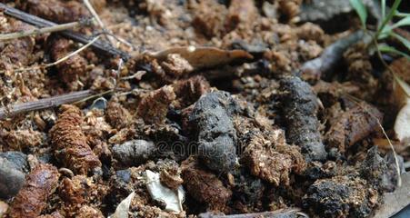鸟屎能用作肥料吗？如何正确使用鸟粪作为植物肥料？