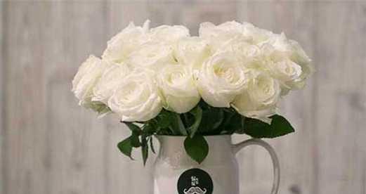白色玫瑰花的花语（以白色玫瑰为主题的花语解析与鉴赏）