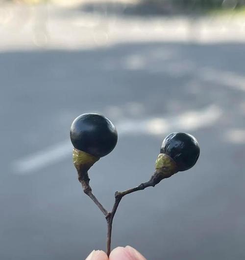 鸟屎能用作肥料吗？如何正确使用鸟粪作为植物肥料？