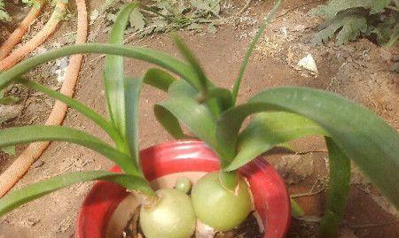 鸟屎能用作肥料吗？如何正确使用鸟粪作为植物肥料？