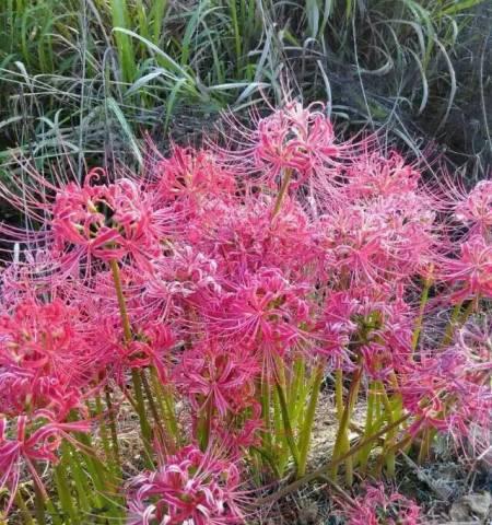 龙爪花的寓意与象征（揭示花朵背后的内涵与象征意义）