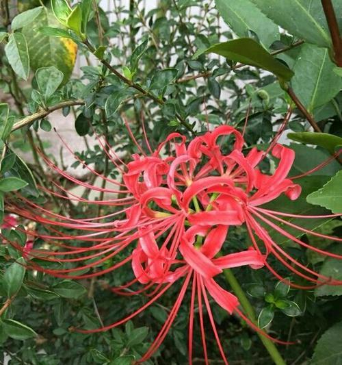 龙爪花的寓意与象征（揭示花朵背后的内涵与象征意义）