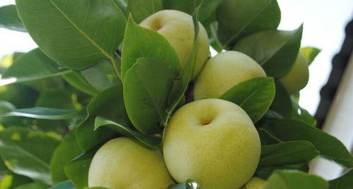 皇冠梨什么时候成熟？采摘上市时间是几月？