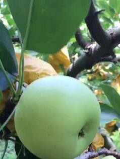 皇冠梨什么时候成熟？采摘上市时间是几月？