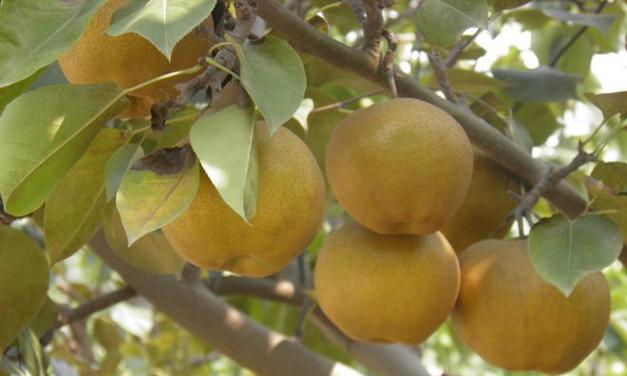 皇冠梨什么时候成熟？采摘上市时间是几月？