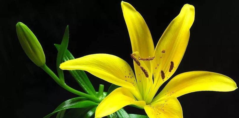 亲情之花——康乃馨花语解读（康乃馨的花语与亲情的深意）