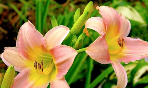 亲情之花——康乃馨花语解读（康乃馨的花语与亲情的深意）