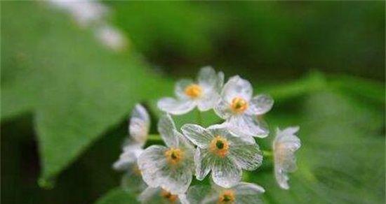 亲情之花——康乃馨花语解读（康乃馨的花语与亲情的深意）