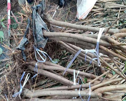 李子树嫁接方法是什么？如何正确进行李子树嫁接？