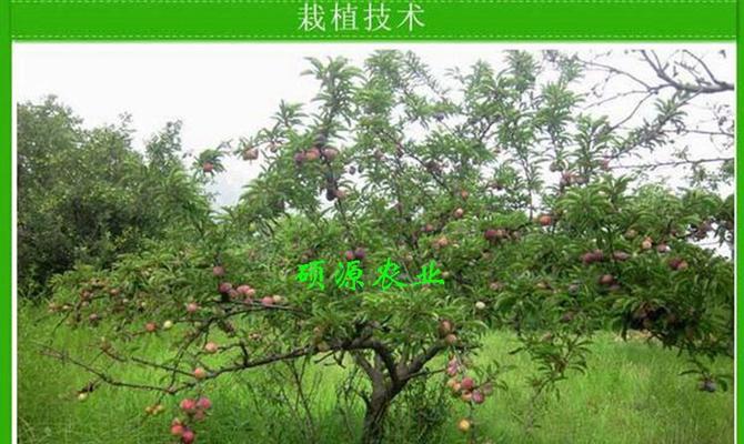 李子树嫁接方法是什么？如何正确进行李子树嫁接？