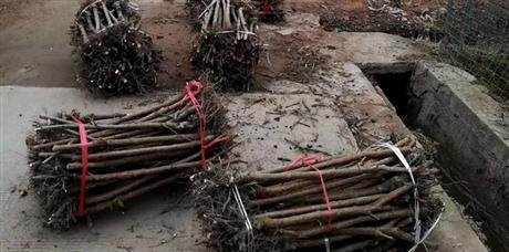 李子树嫁接方法是什么？如何正确进行李子树嫁接？