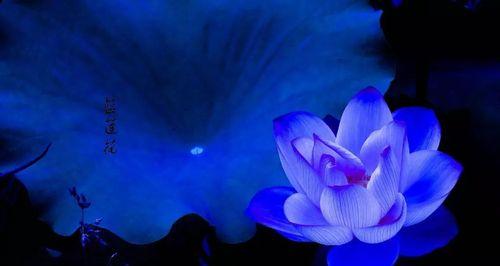 蓝莲花（探索蓝莲花的象征意义与生命启示）