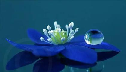 蓝莲花（探索蓝莲花的象征意义与生命启示）