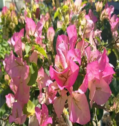 三角梅的原产地是哪里？主要分布在哪些地区？