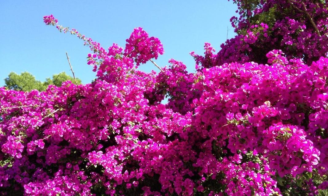 三角梅的原产地是哪里？主要分布在哪些地区？