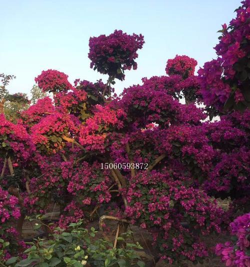 三角梅的原产地是哪里？主要分布在哪些地区？