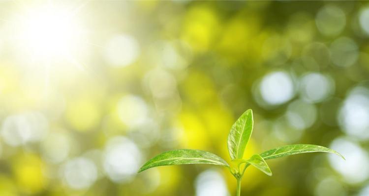 生机盎然——探寻象征生命和希望的植物奇妙之旅（以“希望之芽”为主题）