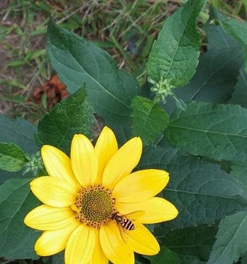 生机盎然——探寻象征生命和希望的植物奇妙之旅（以“希望之芽”为主题）